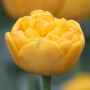 Тюльпан махровый Yellow Pomponette 12+