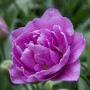 Тюльпан махровый Lilac Perfection 12+