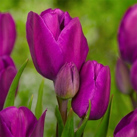 Тюльпан мультифлора Purple Bouquet 11/12