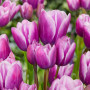 Тюльпан мультифлора Purple Elegance 12+