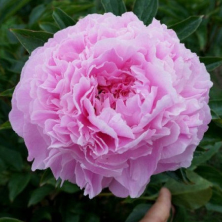 Пион Pink Giant 2/3