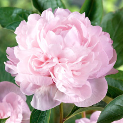 Пион Nancy Nora 3/5