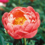 Пион Coral Charm 3/5