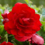 Бегония махровая красная (scarlet)