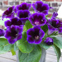 Глоксиния Violacea