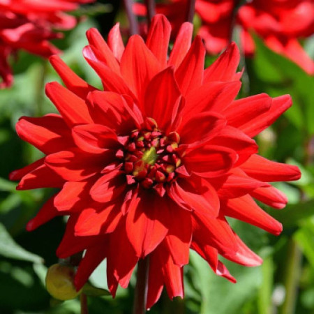 Георгина низкорослая кактусовидная Red Pygmy