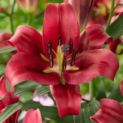 Лилия ОТ-гибрид Red Desire 18/20