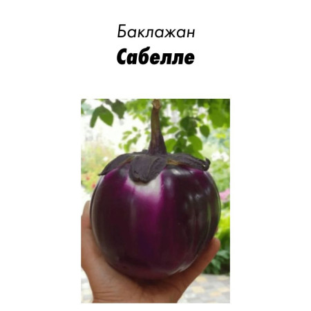 Семена Баклажан Сабелле 5 с (Голландия) зип-пакет