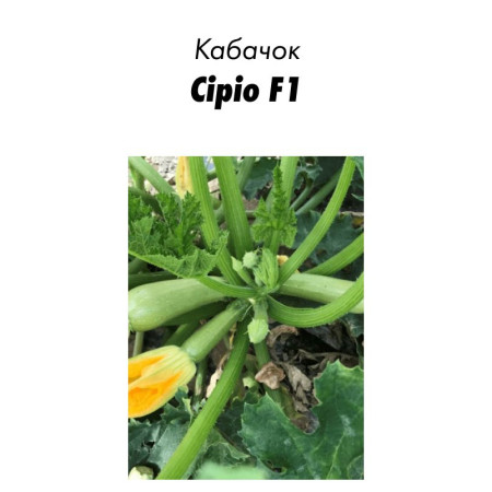 Семена Кабачок Сирио F1 5 с (Италия) зип-пакет