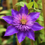 Клематис Multi Blue