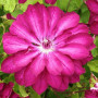 Клематис Red Passion