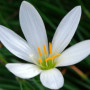 Зефирантес candida (белый) опт