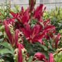 Лилия ОТ-гибрид Tropical Dragon 18/20