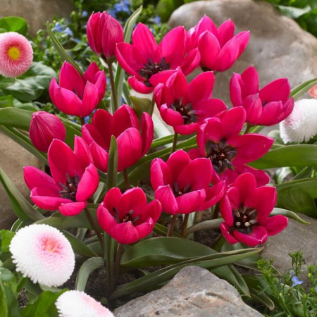 Тюльпан ботанічний Violacea 6/7