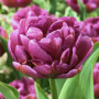 Тюльпан махровый Purple Jacket 12+