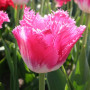 Тюльпан бахромчатый Joy of Spring 12+