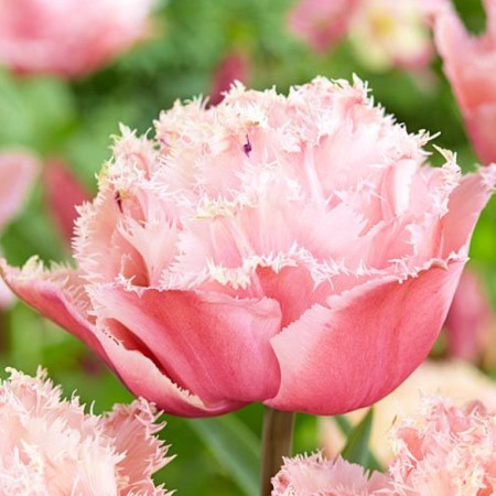Тюльпан махровый бахромчатый Pink Magic 11/12