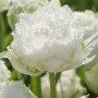 Тюльпан махровый бахромчатый Snow Crystal 12+