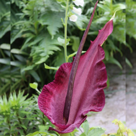 Арум Dracunculus Vulgaris