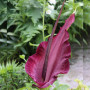 Арум Dracunculus Vulgaris