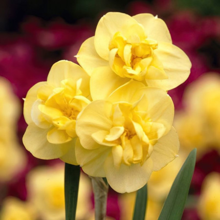 Нарцисс махровый букетный Yellow Cheerfulness 12/14