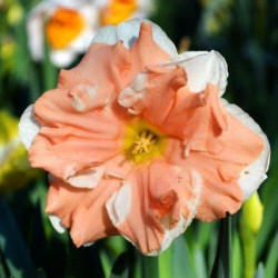 Нарцисс сплит-корона Apricot Whirl 12/14