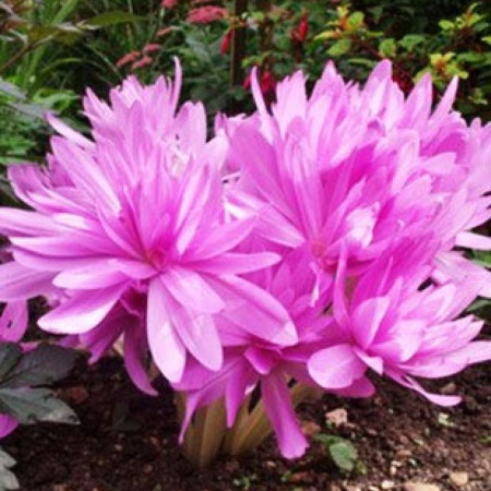 Колхикум Waterlily 14/16
