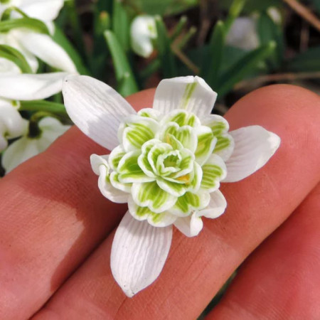 Подснежник (Галантус) Flore Pleno 5+
