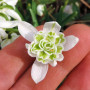 Подснежник (Галантус) Flore Pleno 5+