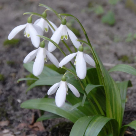 Подснежник (Галантус) Woronowii 7+