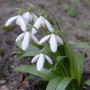 Подснежник (Галантус) Woronowii 7+