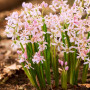 Сцилла (пролеска) Rosea 5+