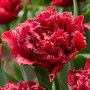 Тюльпан махровый бахромчастый Cranberry Thistle 11/12