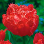 Тюльпан охолоджений мах/отороч Mi Amor 12/+