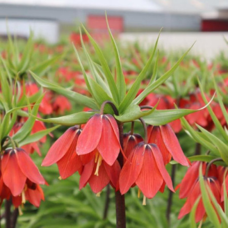 Фритилария Red Beauty 20+