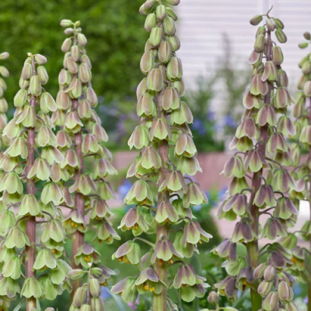 Фритилария Persica Green Dreams 20/24