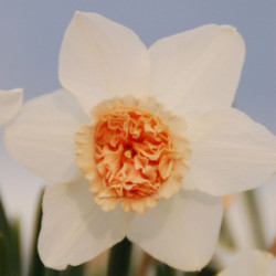 Нарцисс махровый Exotic Beauty 12/14