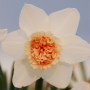 Нарцисс махровый Exotic Beauty 12/14