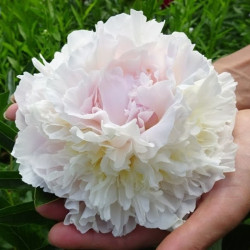 Пион Blush Queen 3/5