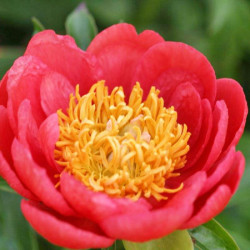 Пион Coral Magic 3/5