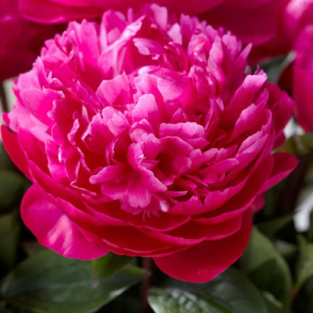 Пион Red Sarah Bernhardt 2/3