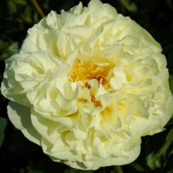 Пион Lemon Chiffon 2/3
