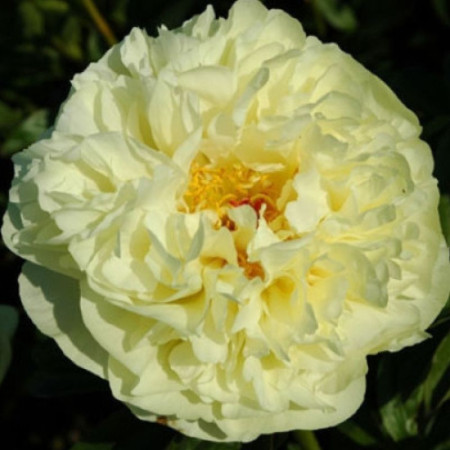 Пион Lemon Chiffon 3/5