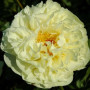 Пион Lemon Chiffon 3/5