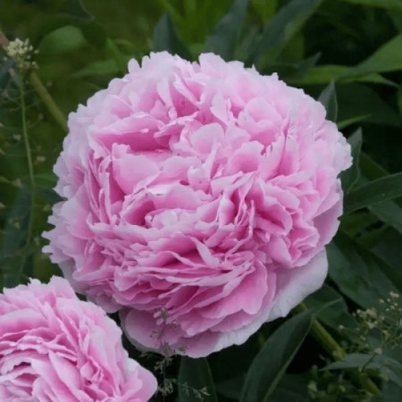 Пион Sarah Bernhardt 2/3