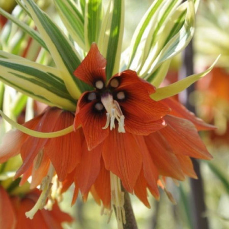 Фритилария Argenteovariegata 20+
