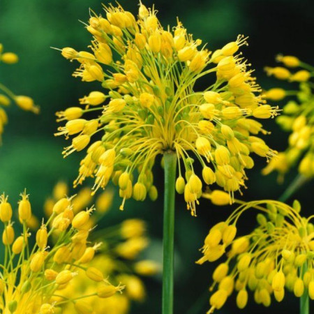 Алліум Flavum