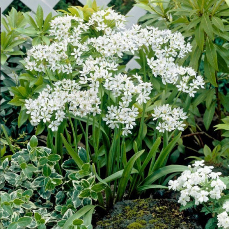 Аллиум декоративный Neapolitanum 5/+