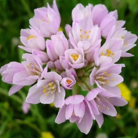Аллиум декоративный Roseum 4/5