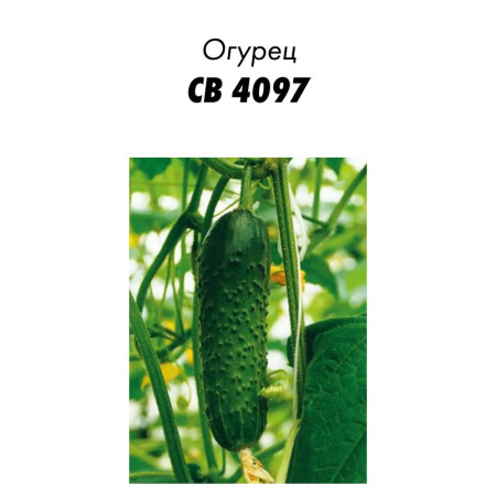 Семена Огурец СВ 4097 F1, 5шт зип-пакет (Голландия)